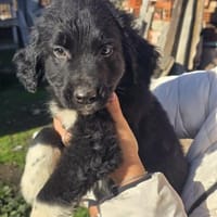 Valoo, Hund zur Adoption