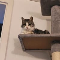 Süße Bura sucht ihr ersehntes Zuhause, Katze zur Adoption