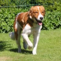 Nicos - griechisches Sensibelchen, Hund zur Adoption