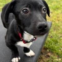 hübscher kleiner Benno 🍀, Hund zur Adoption