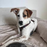 Elio - Junghund sucht Sicherheit 🍀, Hund zur Adoption