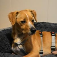 Benny Kokoni-Mix Rüde 2,5 Jahre in 72074, Hund zur Adoption