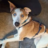 Khany - ist anhänglich&verschmust, Hund zur Adoption