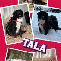 liebe hübsche Tala auf PS in 92685, Hündin zur Adoption