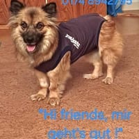 Ganz liebe Vicky sucht ihr Körbchen, Hündin zur Adoption