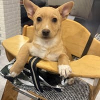 Corgi Pinscher Mix Luka, Hund zur Adoption