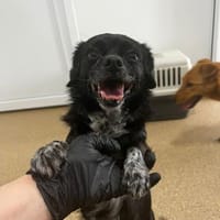 Greta - kleine liebevolle Hündin, Hündin zur Adoption