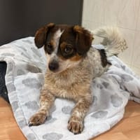 Süßer Yoshi wartet auf Dich, Hund zur Adoption