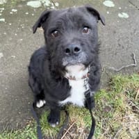 COCO - SUCHT ZUHAUSE, Hund zur Adoption