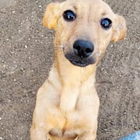 Luna° in 44379 Dortmund, Hündin zur Adoption