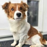 Zucky hübscher kleiner Jundhund, Hund zur Adoption