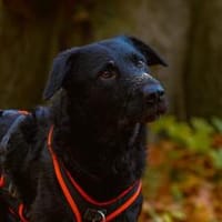 Sonnenschein Franzl sucht sein Körbchen, Hund zur Adoption