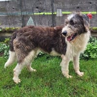 Leslie ❤ bezaubernde liebe Hündin, Hündin zur Adoption