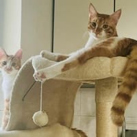 Fritz und Atlas aus dem Tierschutz, Kater zur Adoption