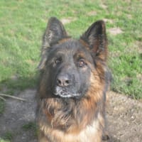 UDON CHAO, chien à adopter