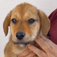BUBBLE, chienne à adopter