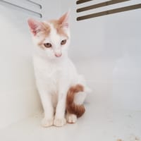 ANYA, chatte à adopter