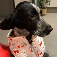 Yumi, chienne à adopter