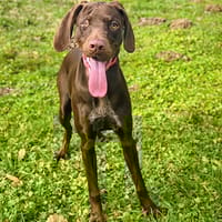 Naika, chienne à adopter