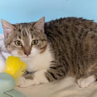 CLEOPATRE, chatte à adopter