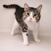 RUDOLF, chat à adopter