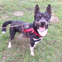 VAYANT, chien à adopter