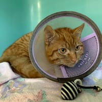 shazam, chat à adopter