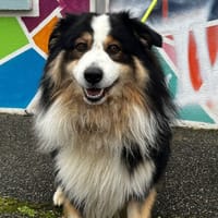 WINNYE VAA, chien à adopter