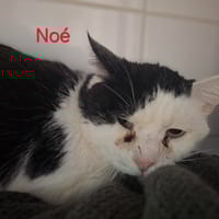 Noé, chat à adopter