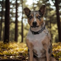 BLUE, chienne à adopter