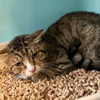 voyou, chat à adopter