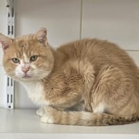 Spyro, chat à adopter