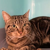 Nuts, chat à adopter