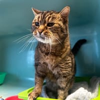 Isis, chatte à adopter