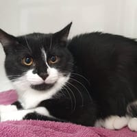 CHANOUKAU CHA, chat à adopter