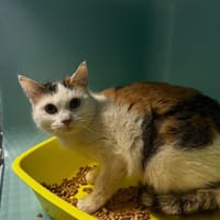 Nenette, chatte à adopter