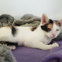 FAITH, chatte à adopter