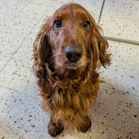 CARAMEL, chien à adopter