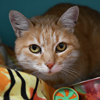 MIAMIA, chatte à adopter