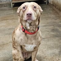 FIFI, chienne à adopter