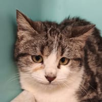 ORIGAMI (en cours d'adoption), chat à adopter