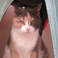 POUPETTE, chatte à adopter