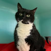 Praline dit Milie, chatte à adopter