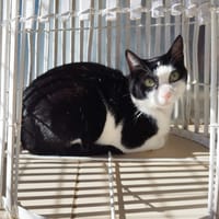 KAWA, chat à adopter