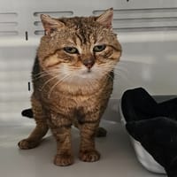 OPIUM, chat à adopter