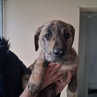 TAGADA, chienne à adopter