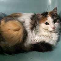 Volga, chatte à adopter