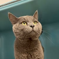 Michel, chat à adopter