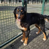 BILLY, chien à adopter