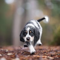 KIWI, chien à adopter